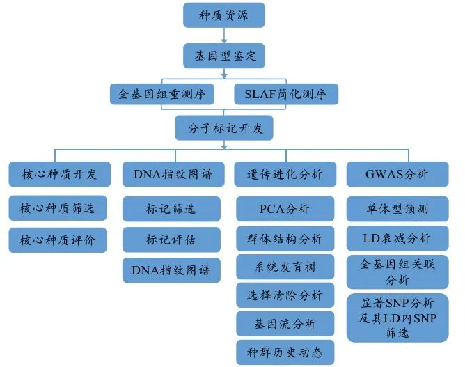 種質資源鑒定流程